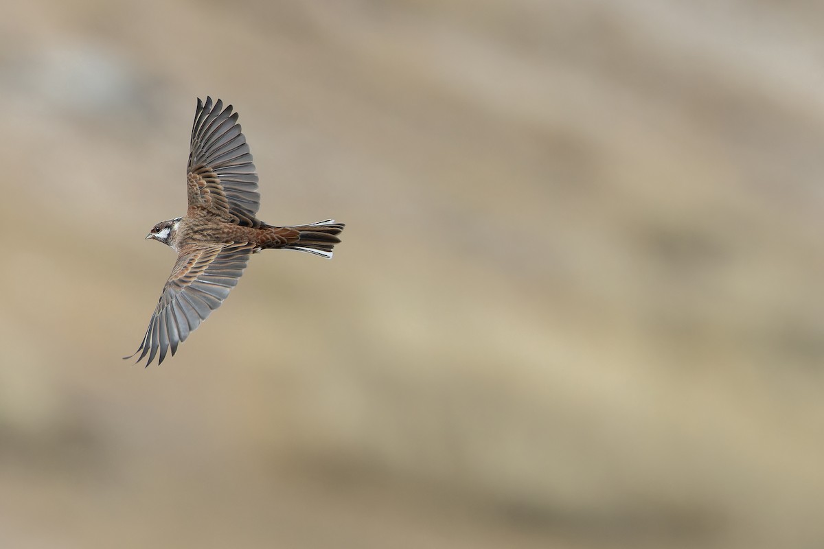 Pine Bunting - ML644836039