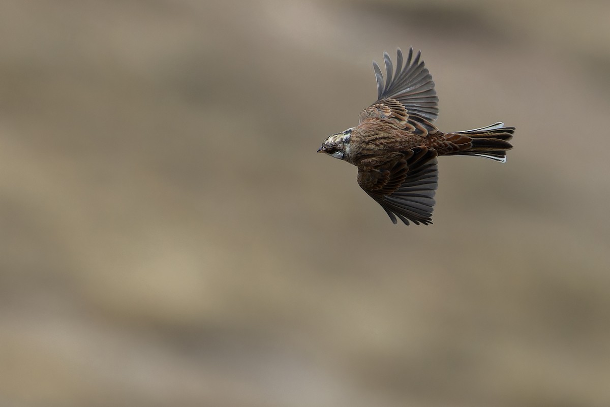 Pine Bunting - ML644836041