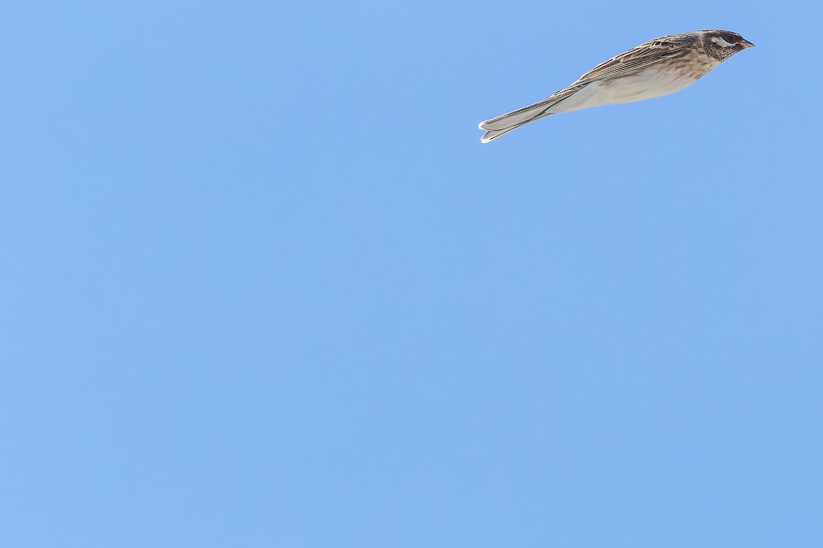 Pine Bunting - ML644836042