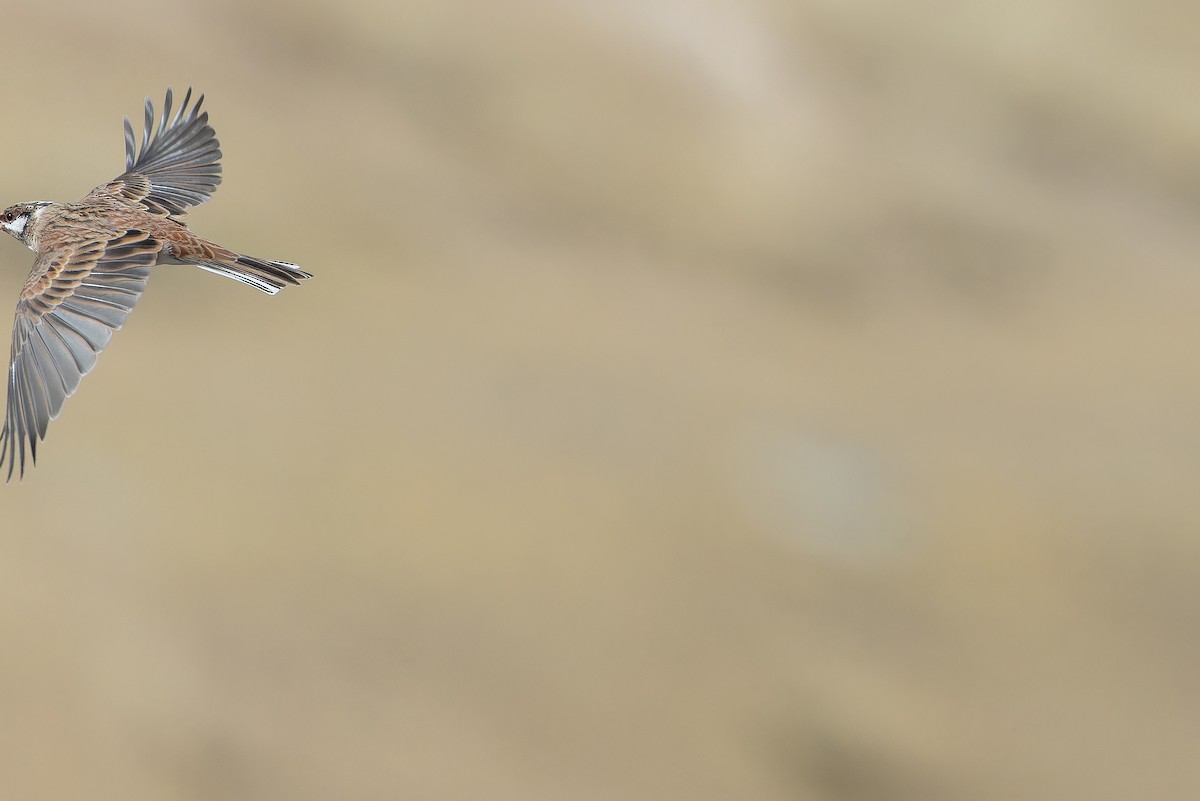 Pine Bunting - ML644836045