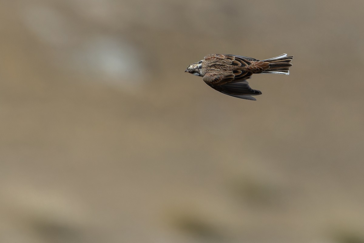 Pine Bunting - ML644836047
