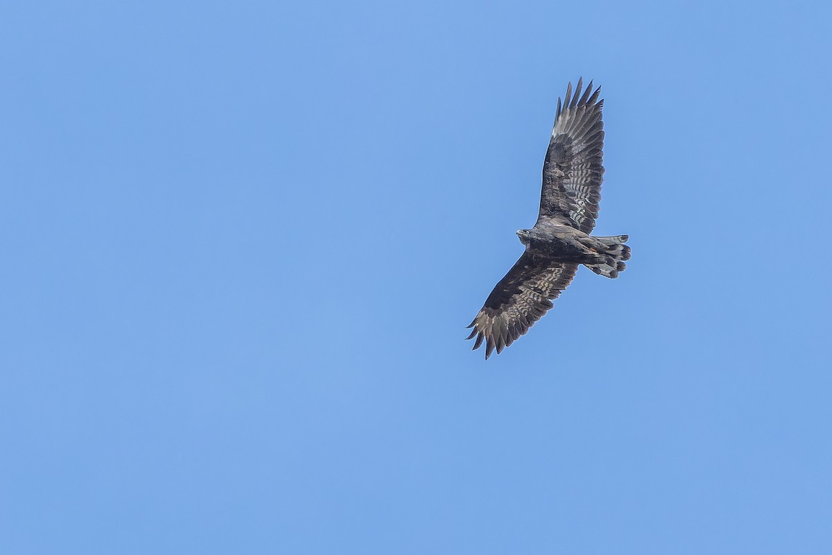 Busardo Mongol - ML644836077