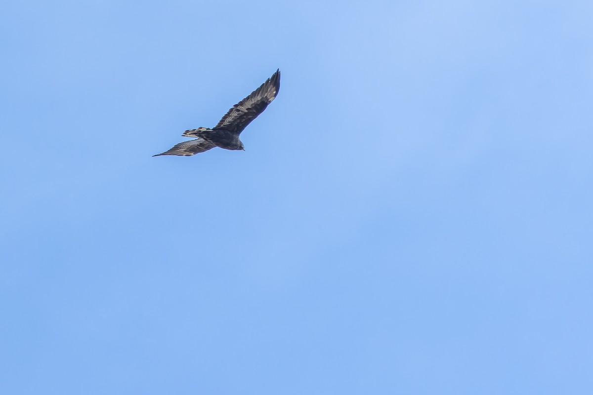 Busardo Mongol - ML644836078