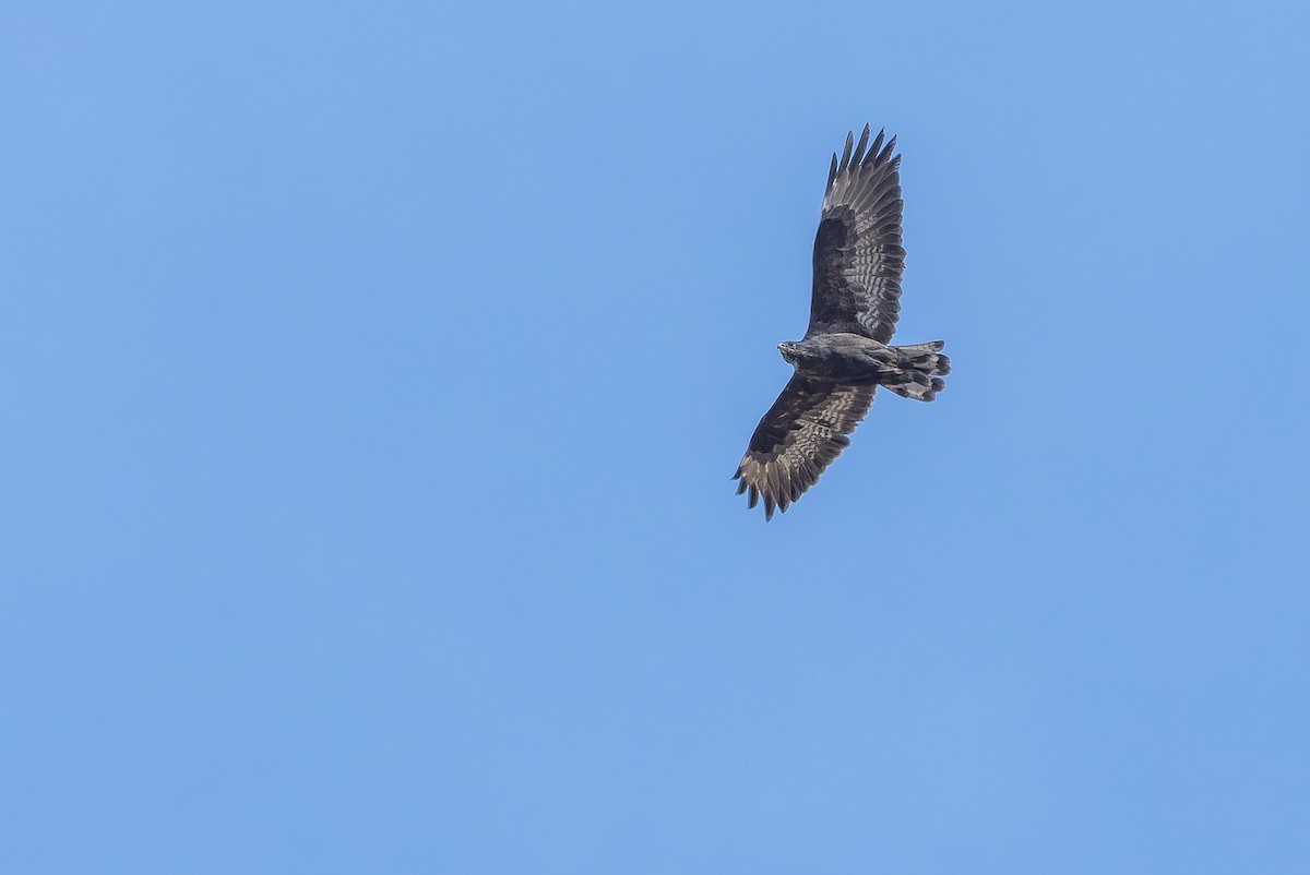 Busardo Mongol - ML644836084