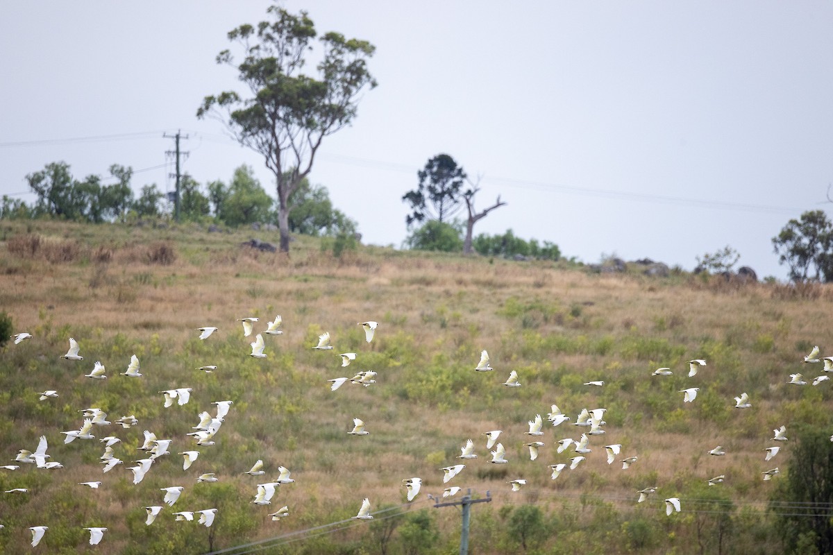 Nacktaugenkakadu - ML644836108