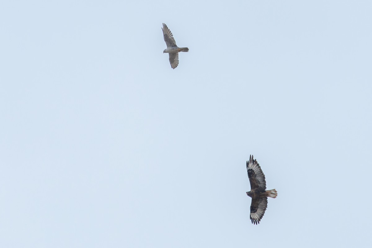 Busardo Mongol - ML644836121