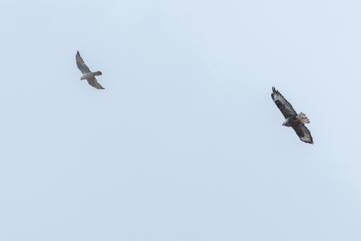 Busardo Mongol - ML644836125