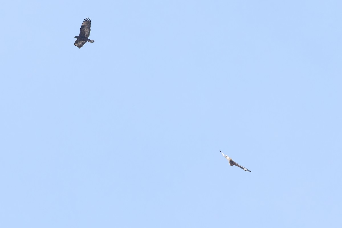 Busardo Mongol - ML644836129