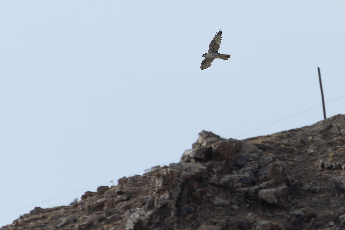 Sakre belatza - ML644836133