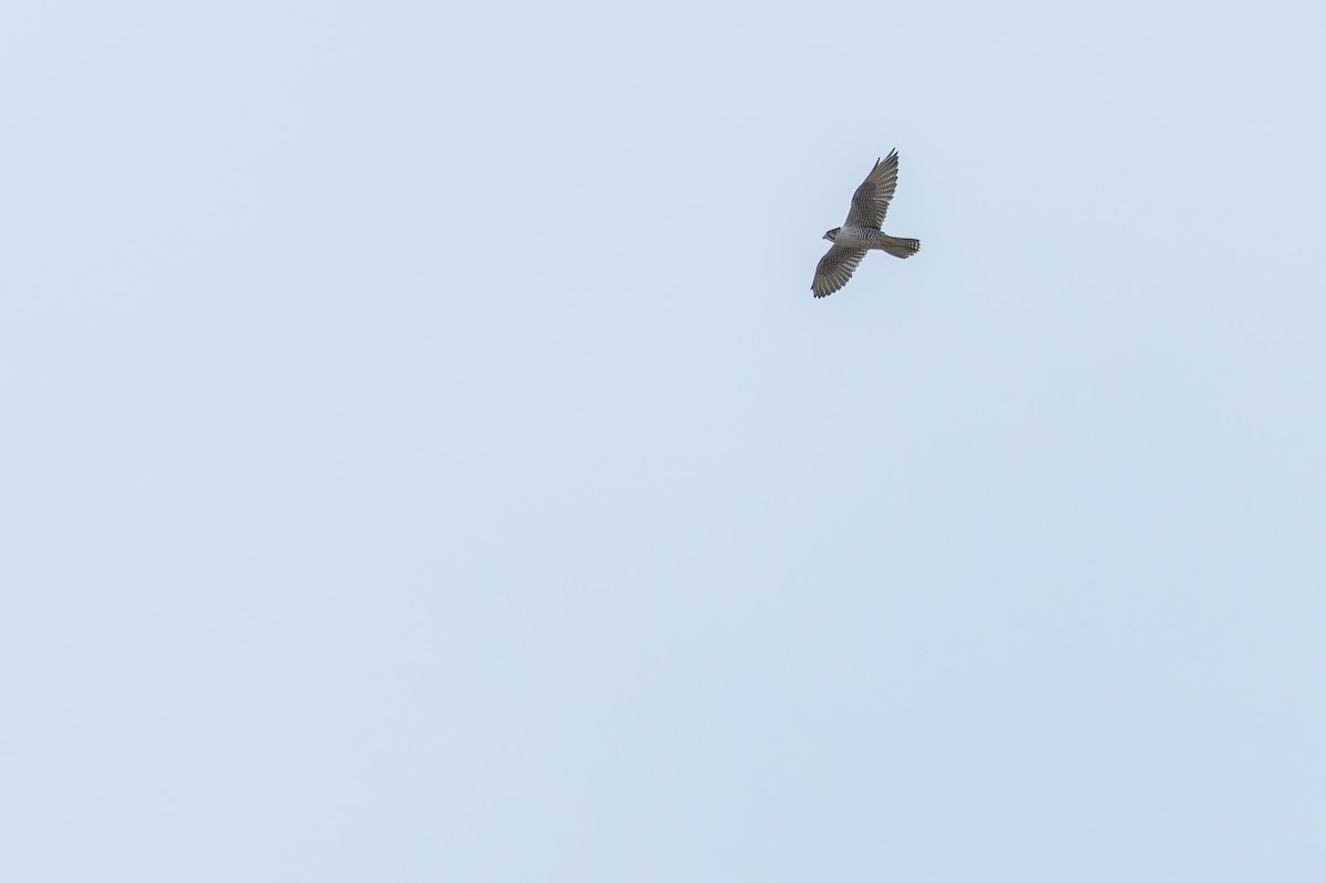 Sakre belatza - ML644836140