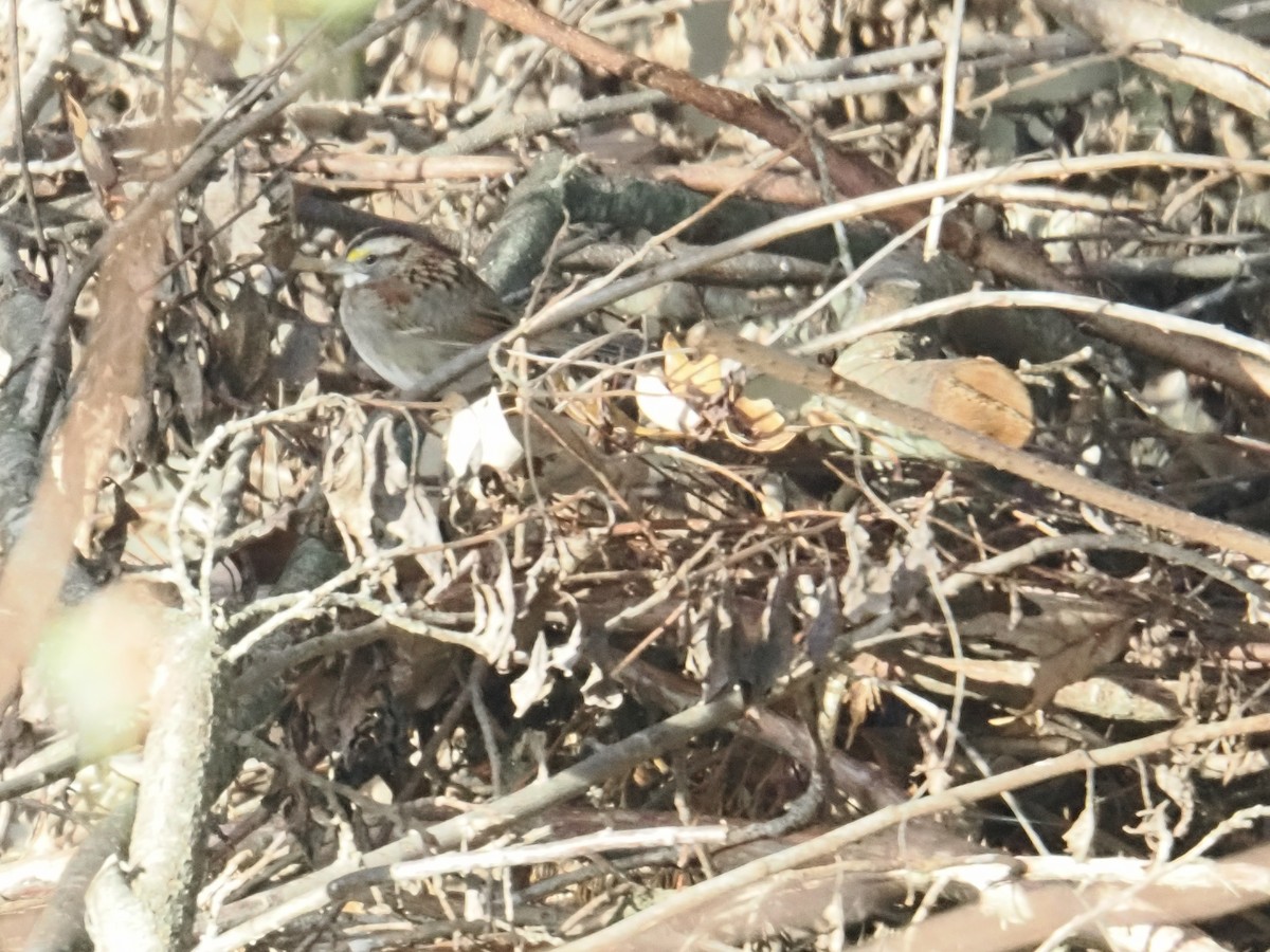 White-throated Sparrow - ML644836151