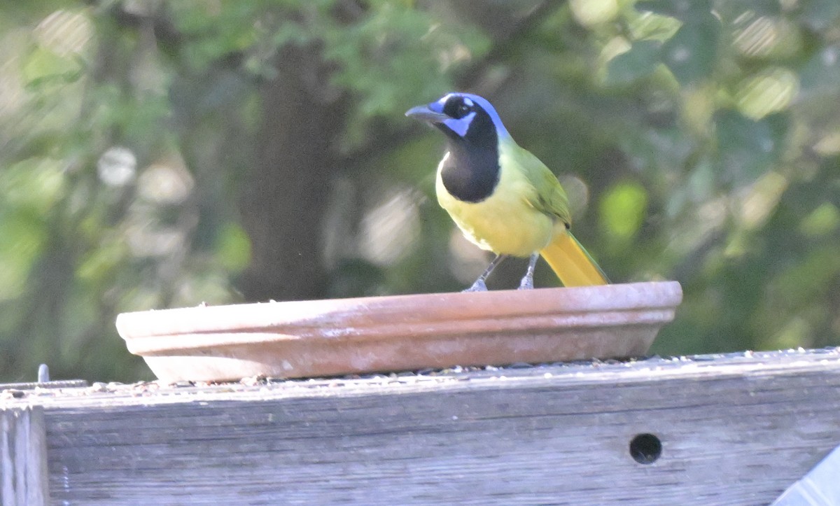 Geai vert - ML644836164