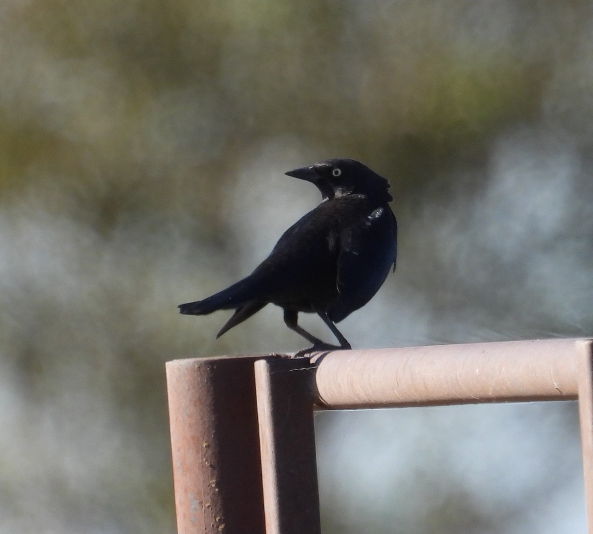 Common Grackle - ML644836194