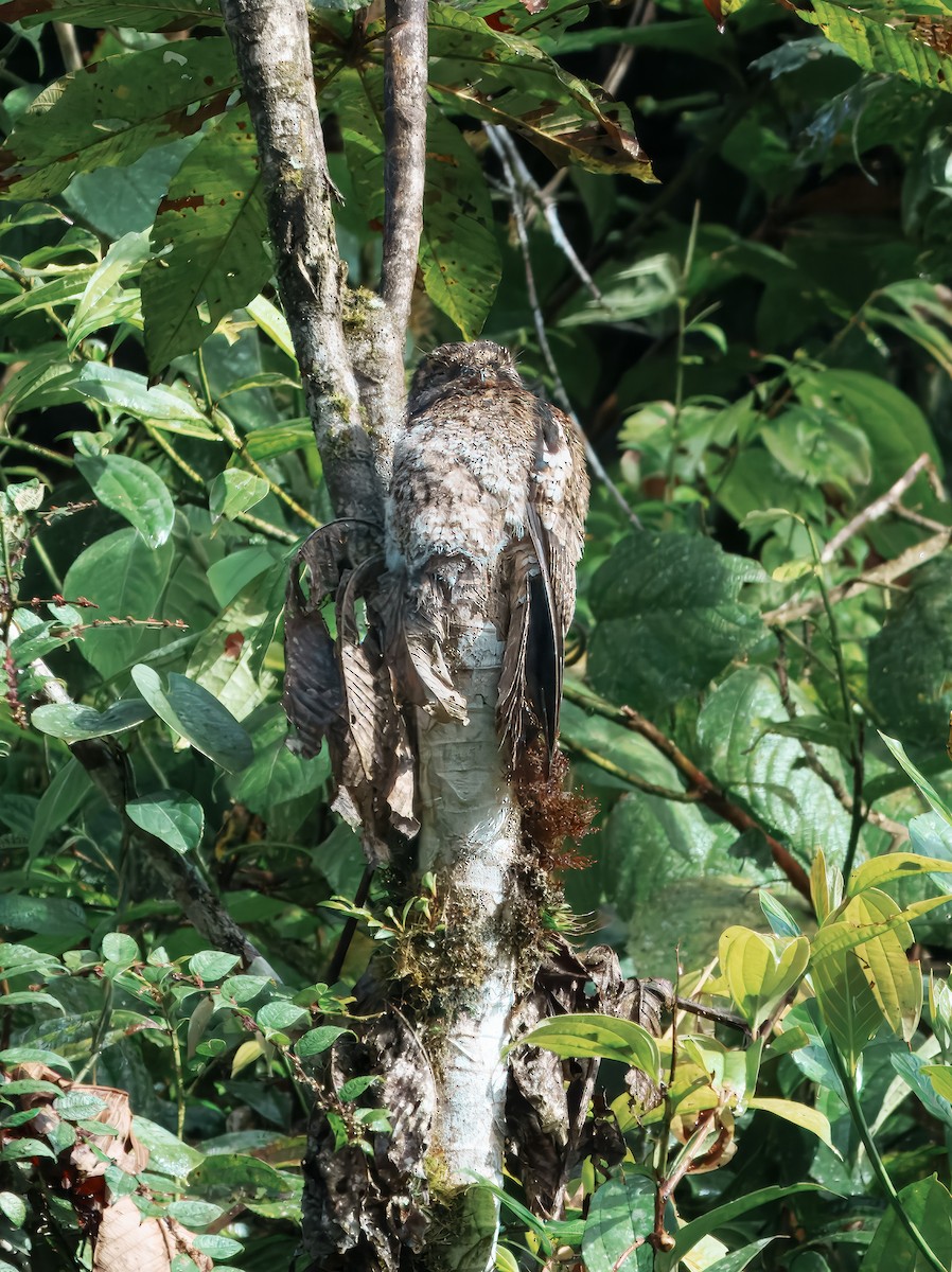 Andean Potoo - ML644836195