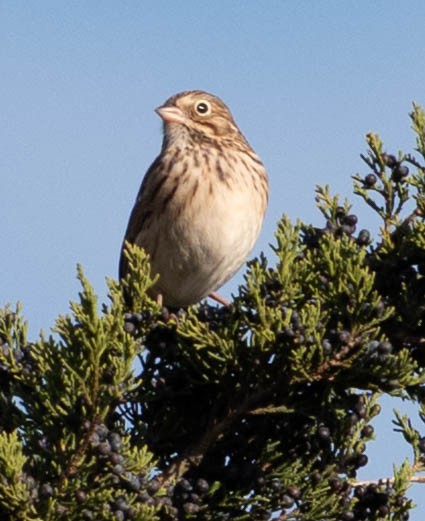 オジロヒメドリ - ML644836202