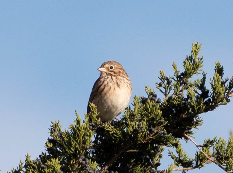 オジロヒメドリ - ML644836203