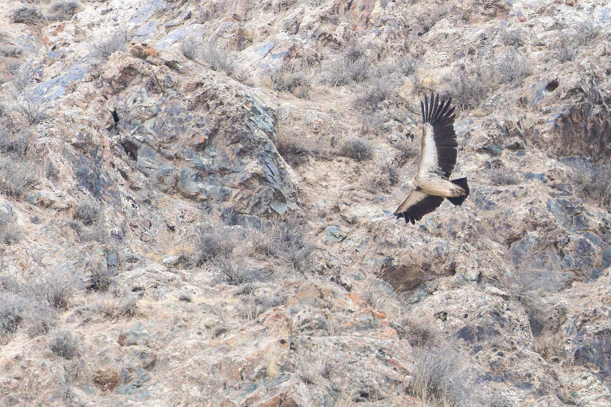 Schneegeier - ML644836210