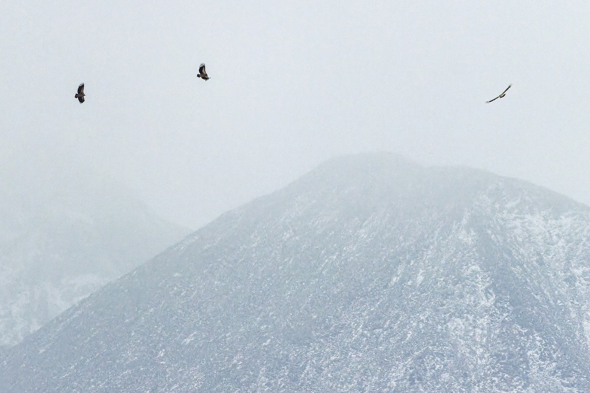 Schneegeier - ML644836211