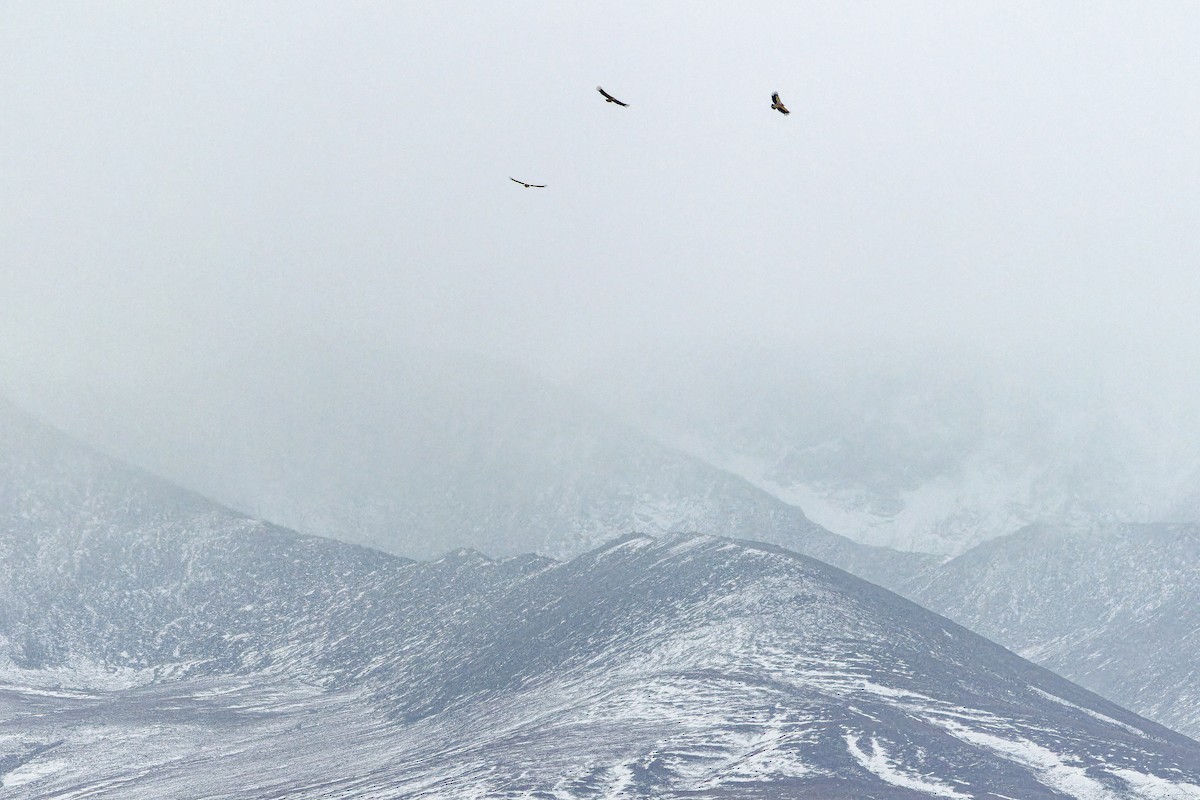 Schneegeier - ML644836212