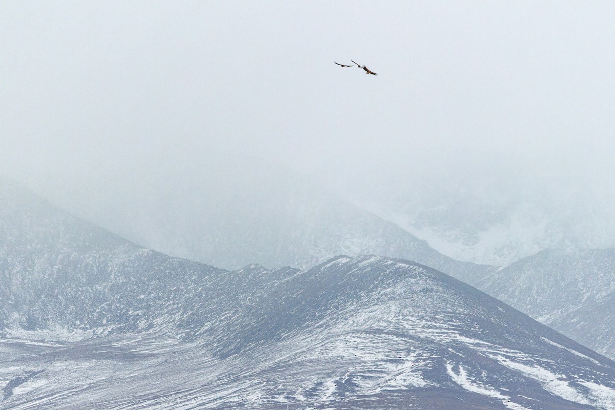 Schneegeier - ML644836213