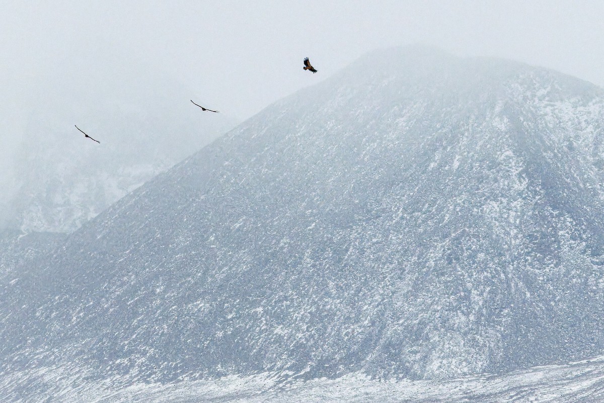 Schneegeier - ML644836214