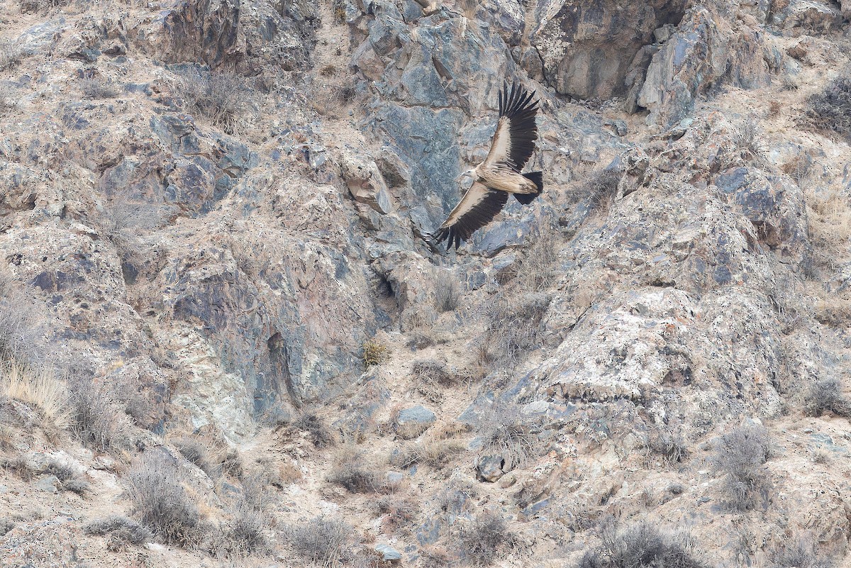 Schneegeier - ML644836215