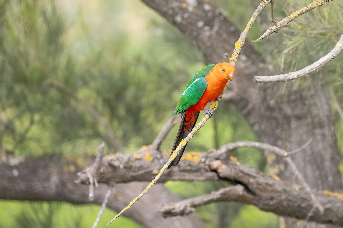 Königssittich - ML644836224