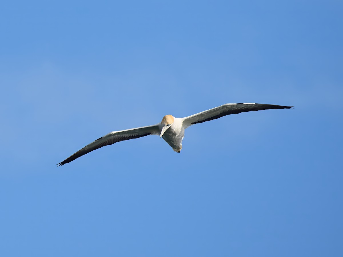 Australasian Gannet - ML644836225