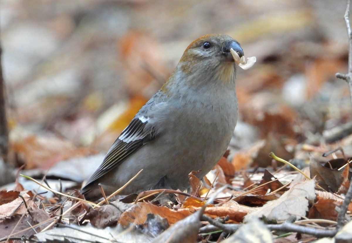 Pine Grosbeak - ML644836233
