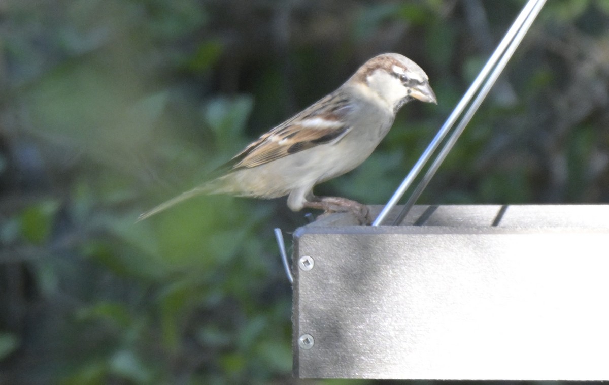 Gorrión Común - ML644836236