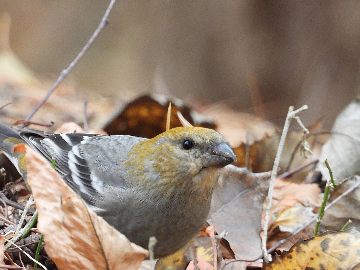 Pine Grosbeak - ML644836238