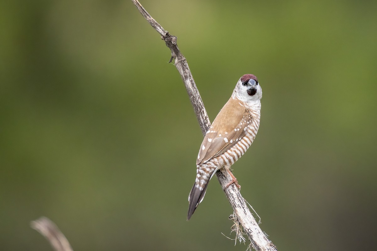 Zeresamadine - ML644836239