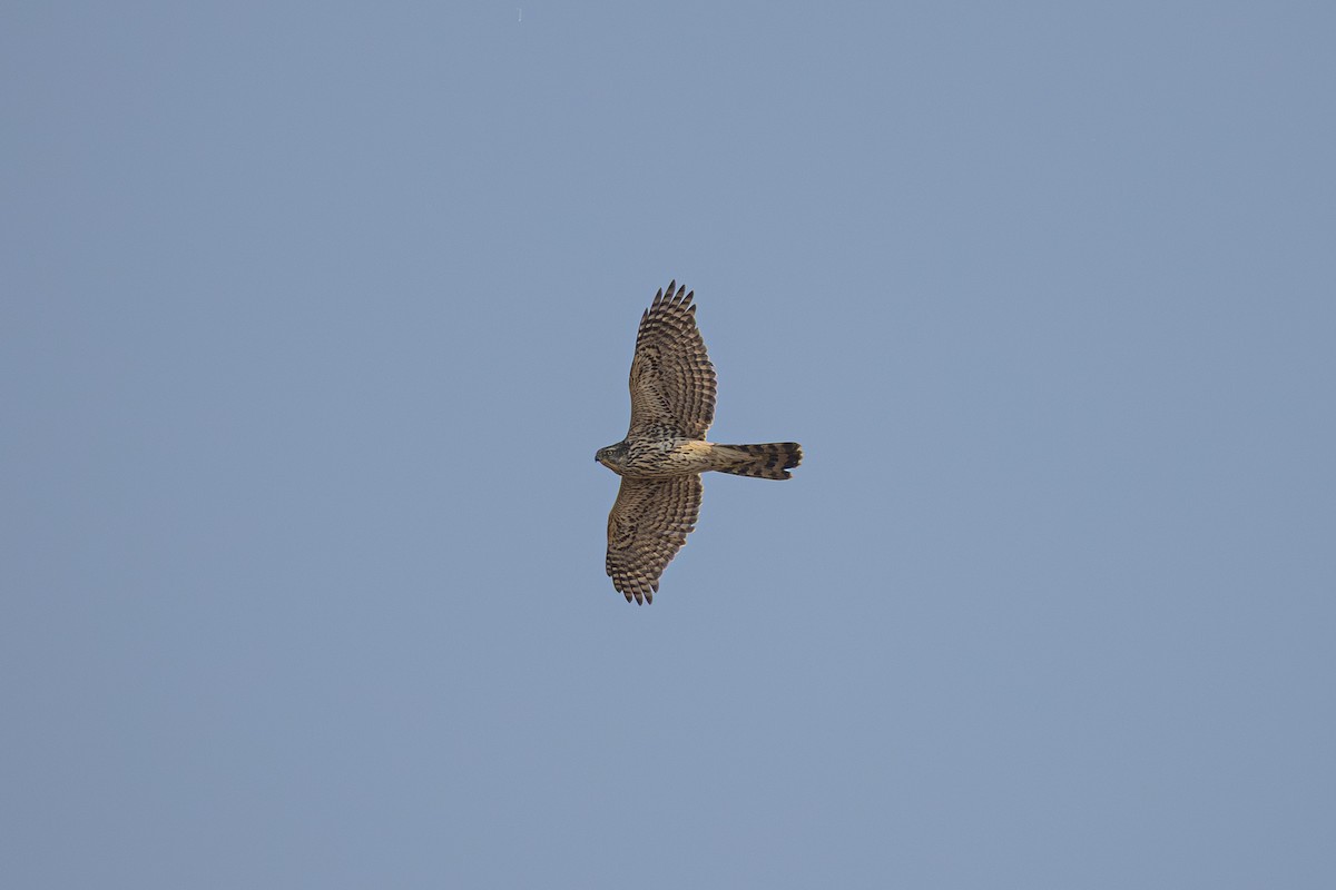 Eurasian Goshawk - ML644836251