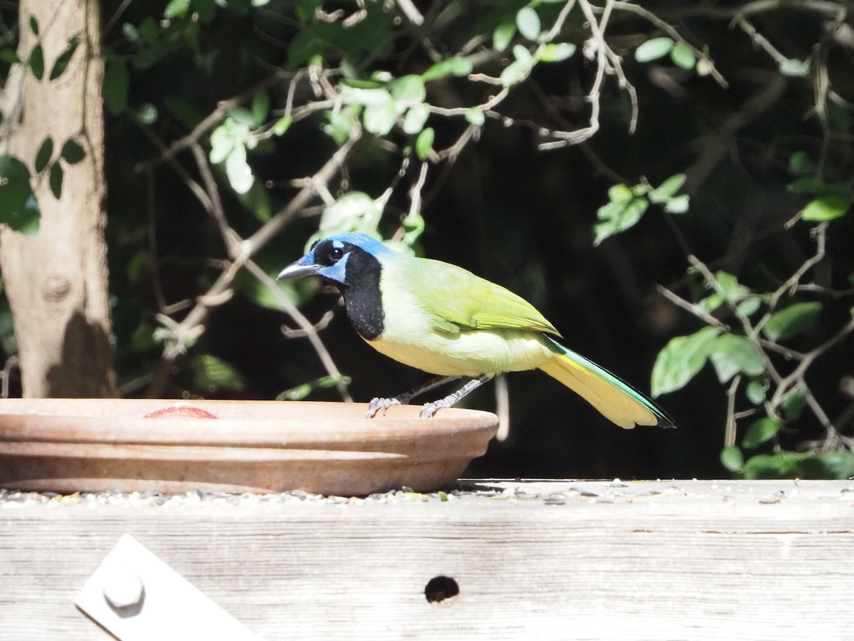 Geai vert - ML644836252