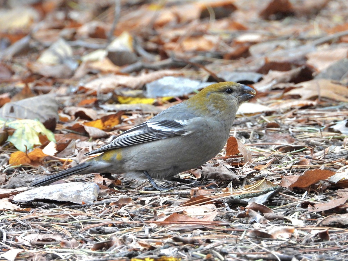 Pine Grosbeak - ML644836279