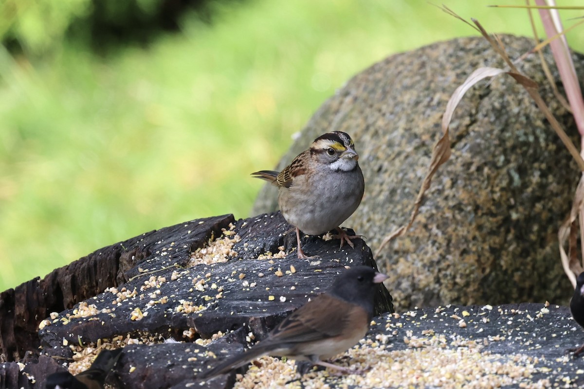 White-throated Sparrow - ML644836288