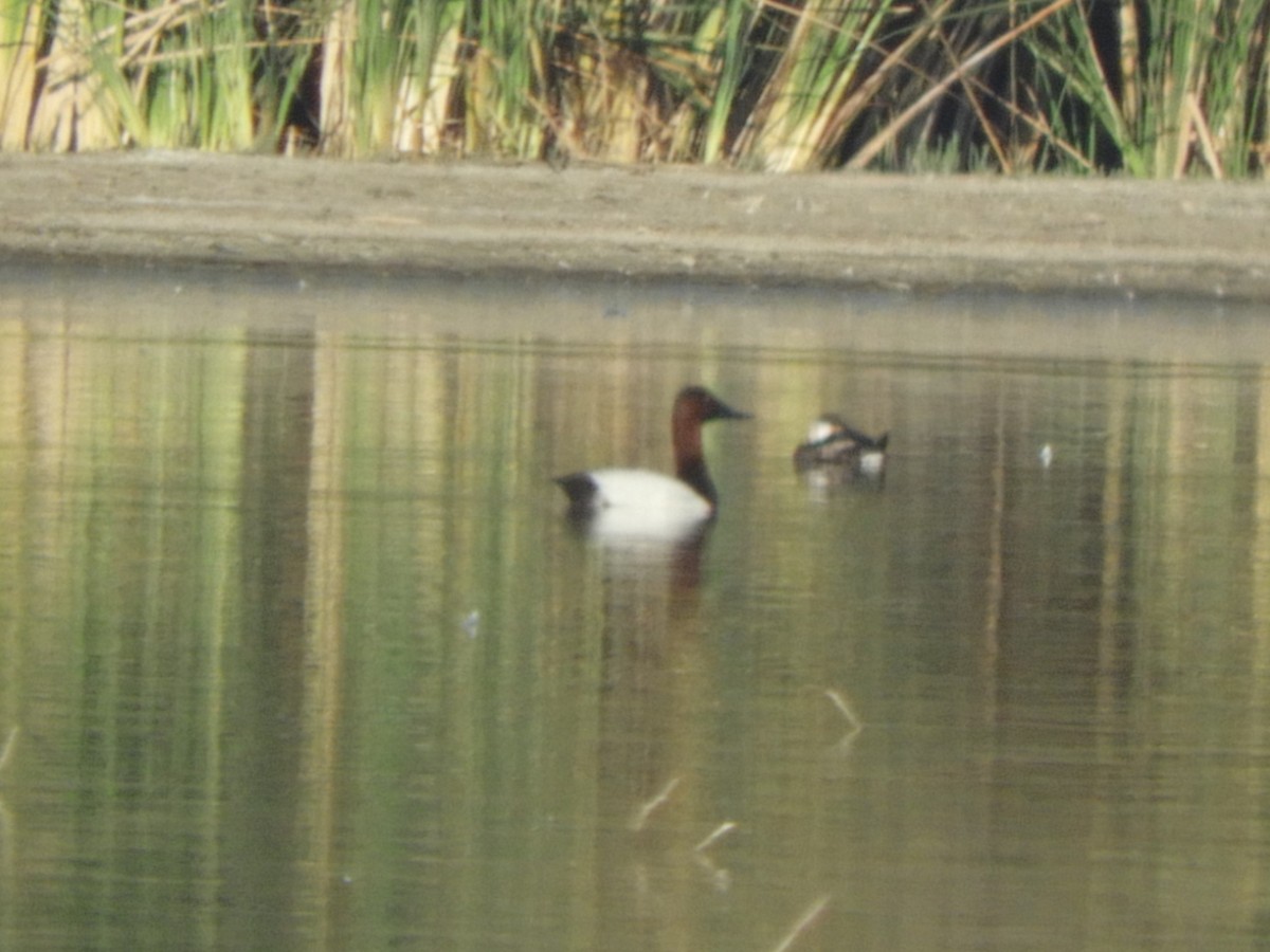 Büyük Elmabaş - ML644836313