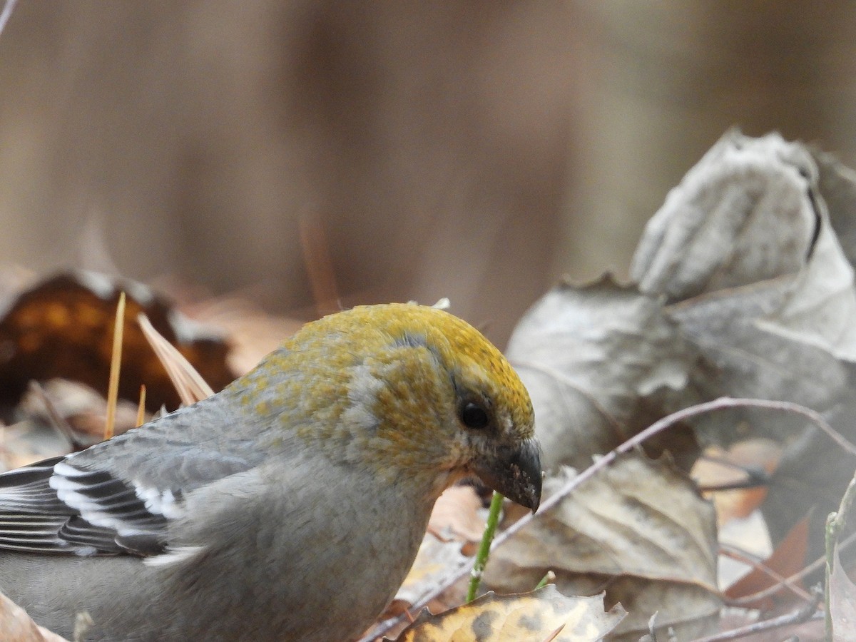 Pine Grosbeak - ML644836319