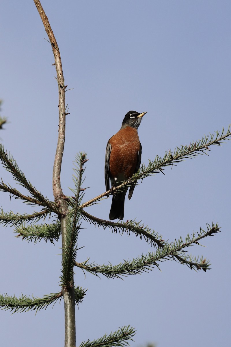 Странствующий дрозд - ML644836335