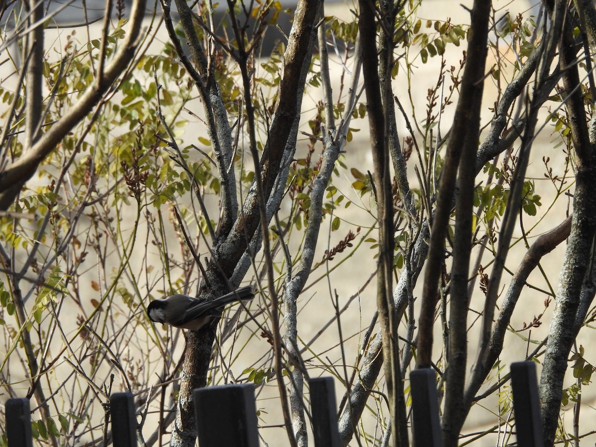 Amerika Baştankarası - ML644836347