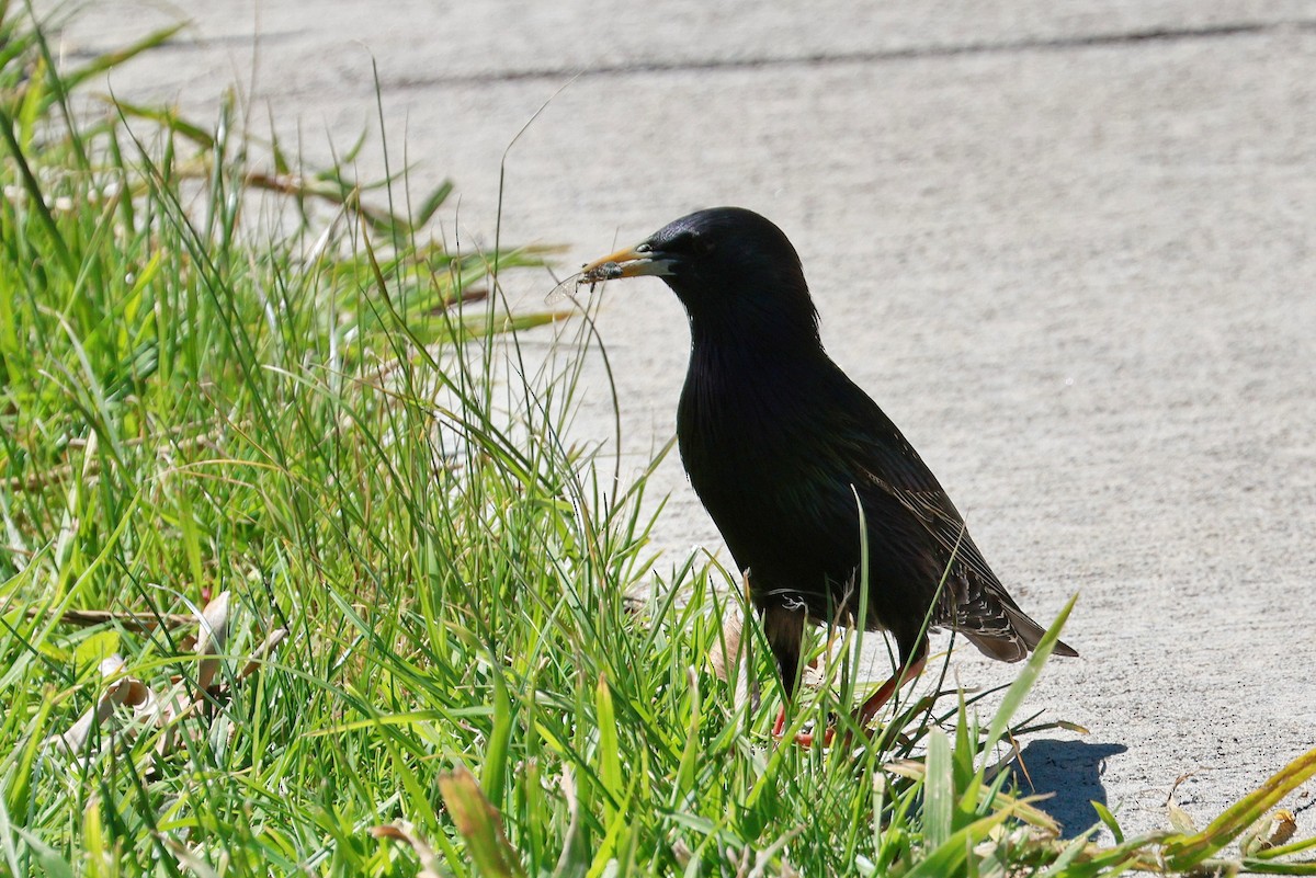 זרזיר מצוי - ML644836367