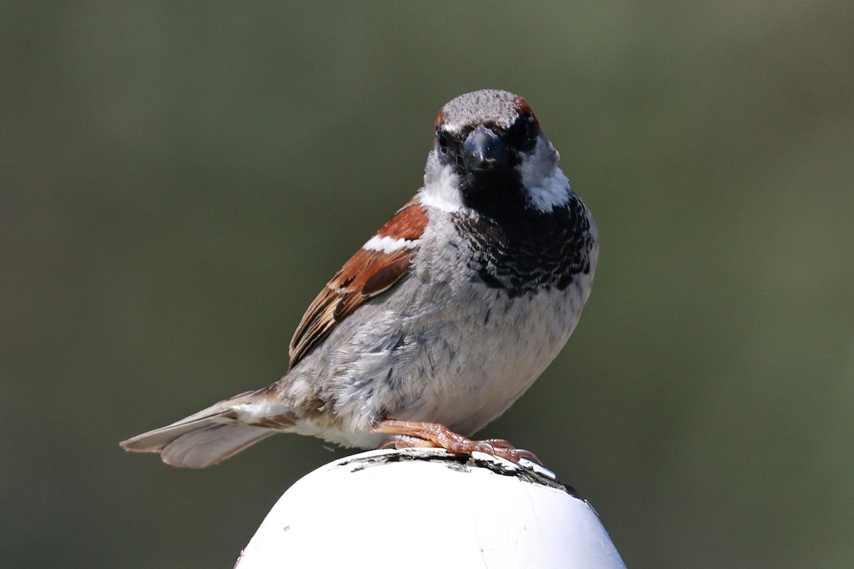 Gorrión Común - ML644836373