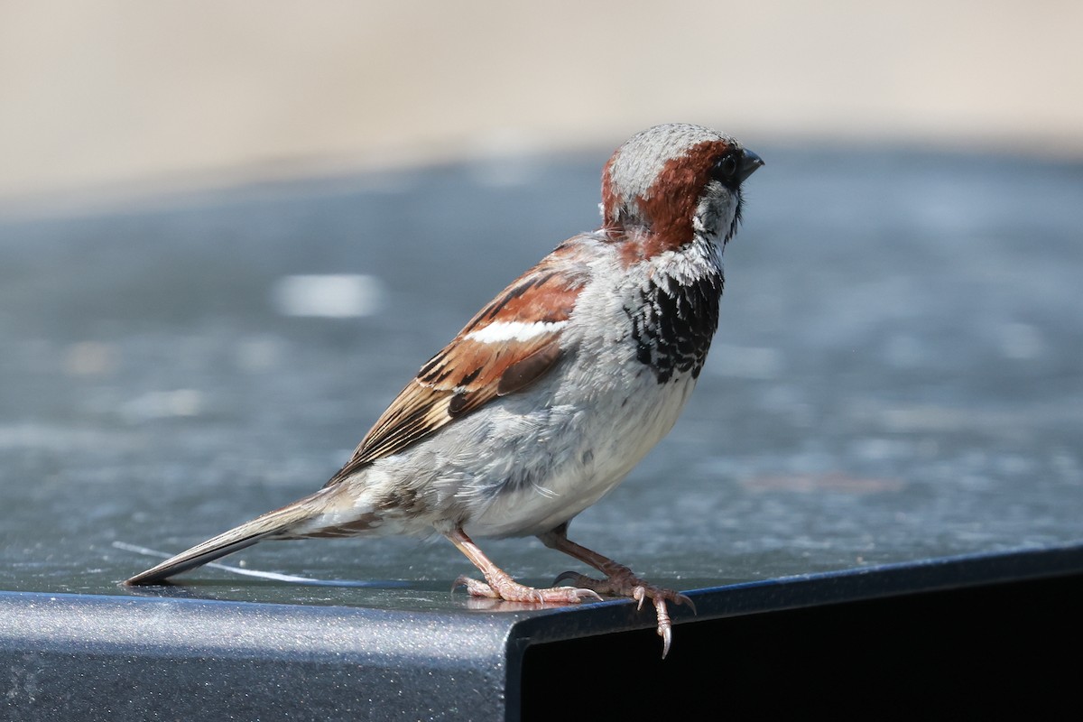 Gorrión Común - ML644836376