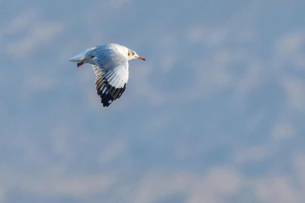 Brown-headed Gull - ML644836378