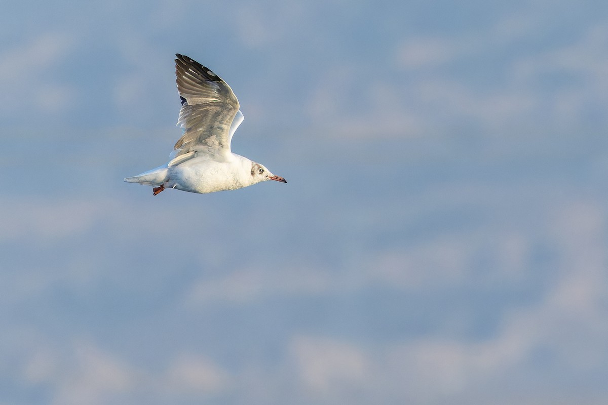 Brown-headed Gull - ML644836379