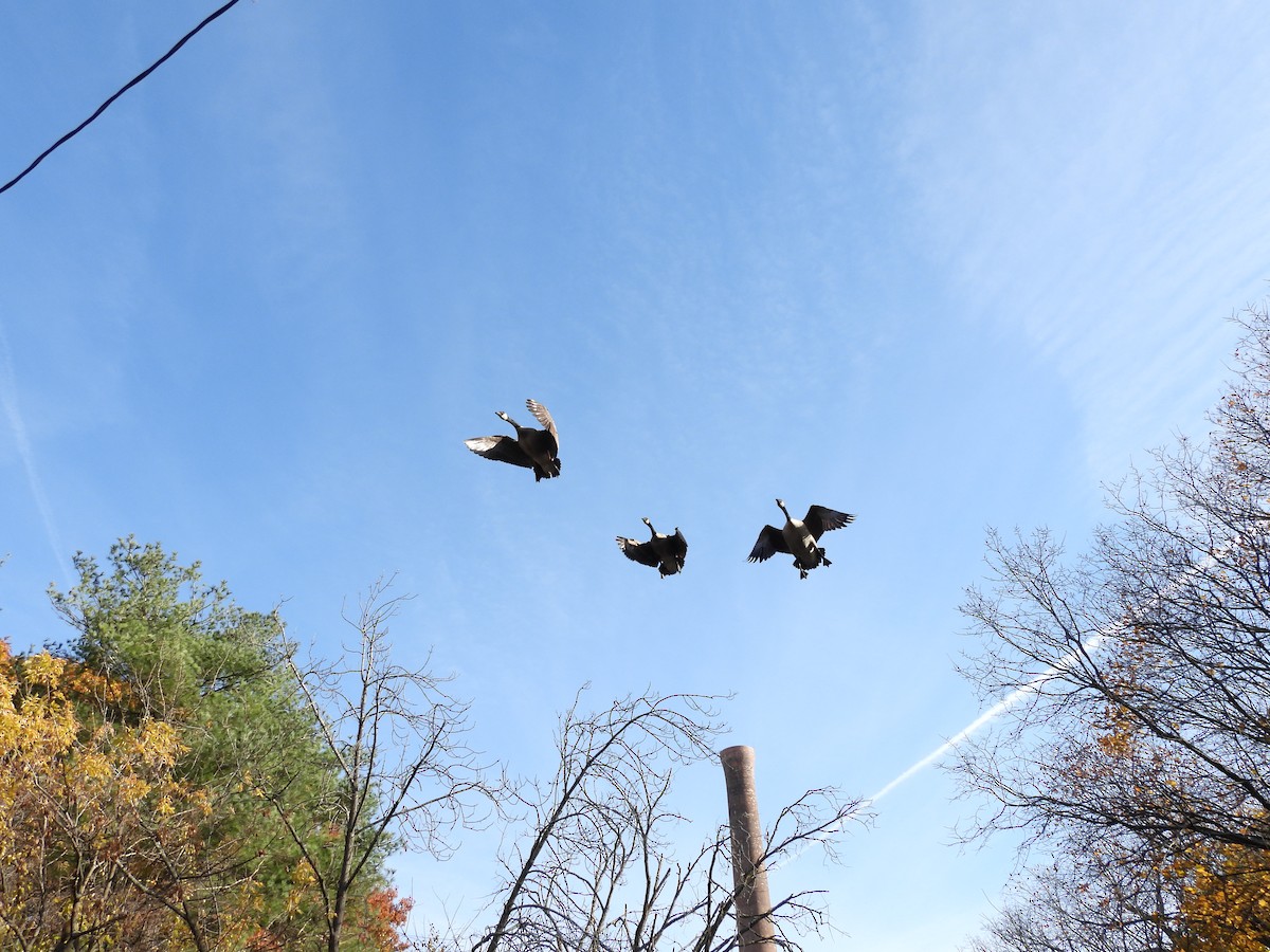 Canada Goose - ML644836385