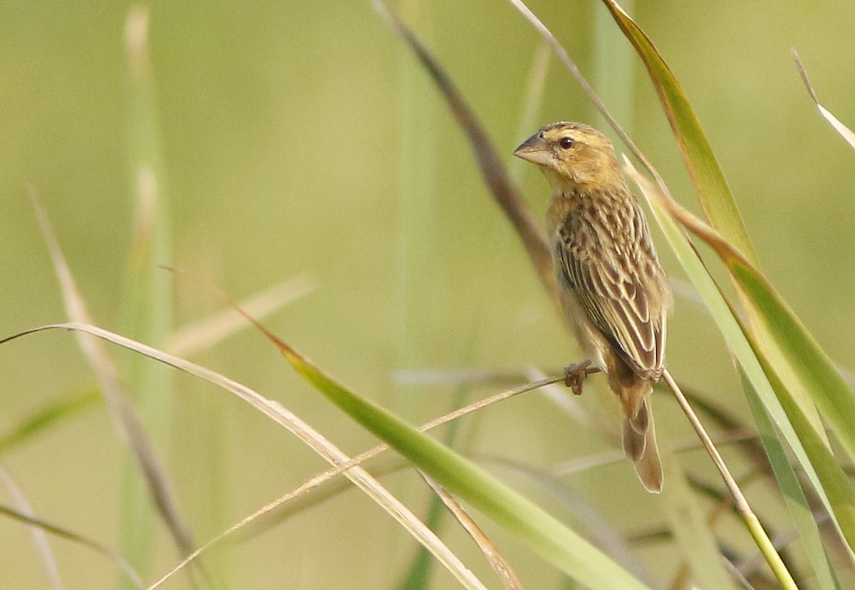Asian Golden Weaver - ML644836401