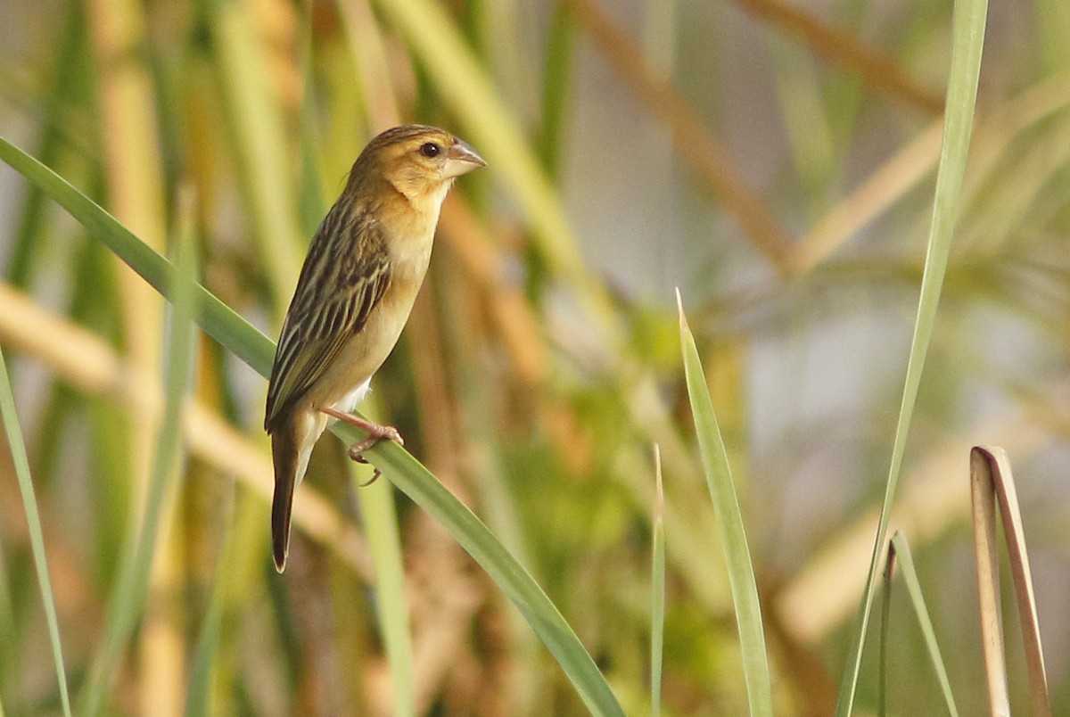 Asian Golden Weaver - ML644836403
