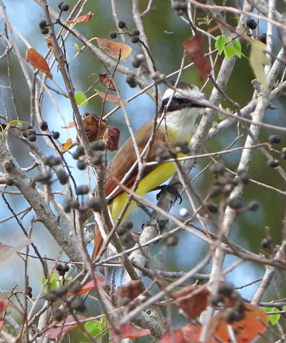 Great Kiskadee - ML644836409