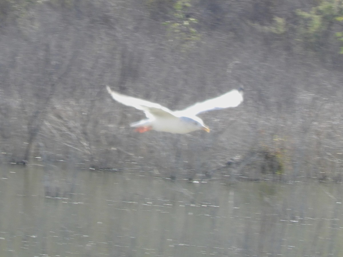 Goéland hudsonien - ML644836419